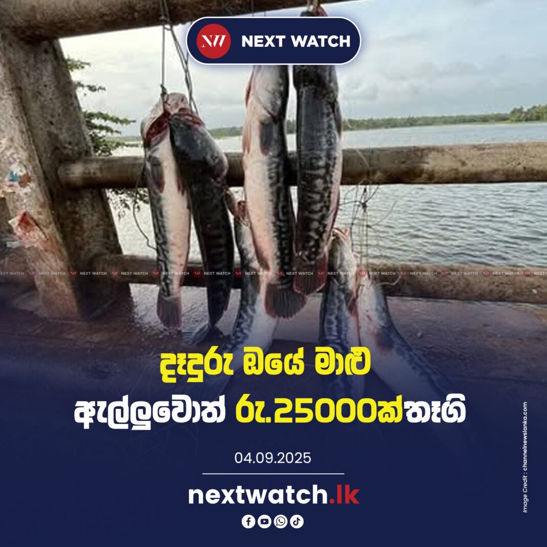 දැදුරු ඔයේ දැදුරු මාළුවා ඇල්ලුවොත් රුපියල් 25,000ක් දක්වා මුදල් තෑගි දැදුරු ඔයේ දැදුරු මාළුවා ඇල්ලුවොත් රුපියල් 25,000ක් දක්වා මුදල් තෑගි