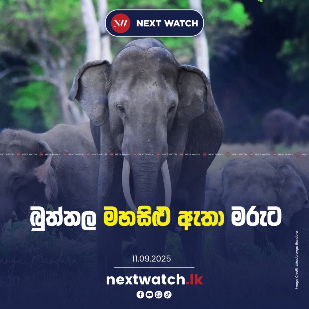 බුත්තල මහසිළු ඇතා මරුට