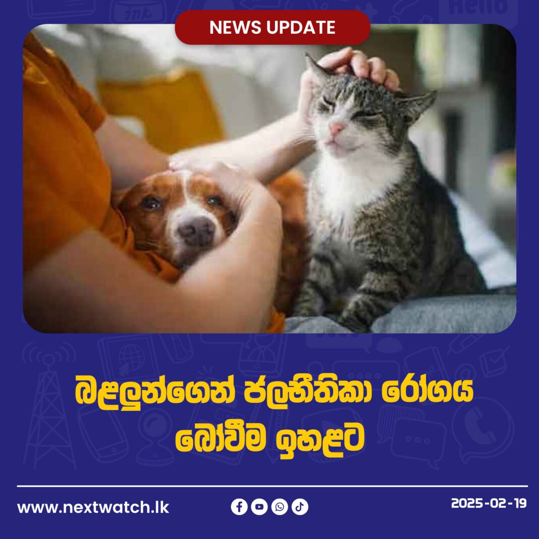 බළලුන්ගෙන් ජලභීතිකා රෝගය බෝවීම ඉහළට