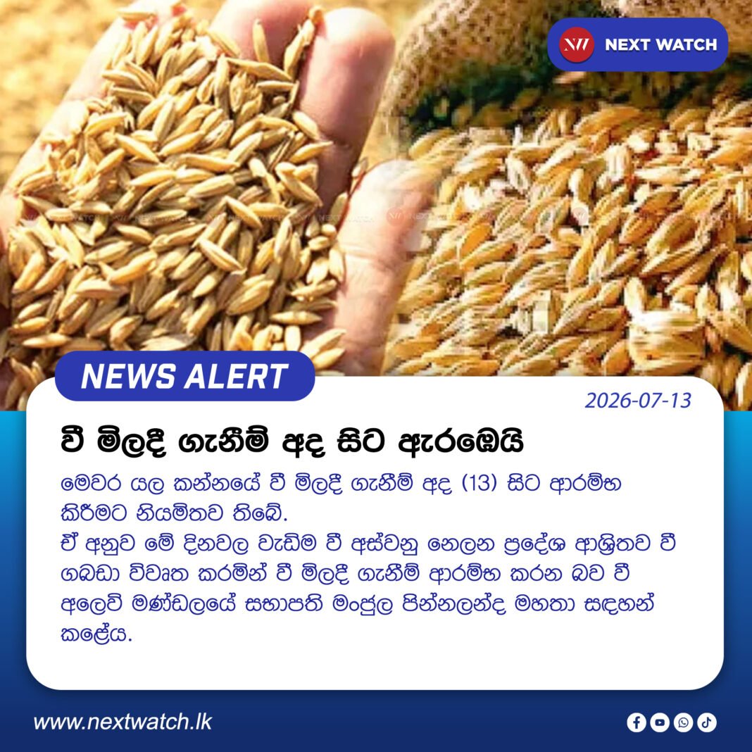 වී මිලදී ගැනීම් අද සිට ඇරඹෙයි වී මිලදී ගැනීම් අද සිට ඇරඹෙයි