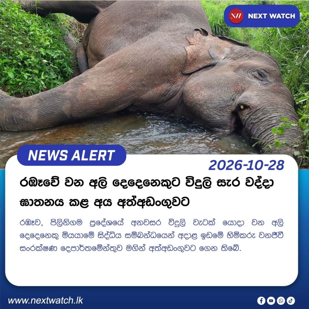 රඹෑවේ වන අලි දෙදෙනෙකුට විදුලි සැර වද්දා ඝාතනය කළ අය අත්අඩංගුවට රඹෑවේ වන අලි දෙදෙනෙකුට විදුලි සැර වද්දා ඝාතනය කළ අය අත්අඩංගුවට