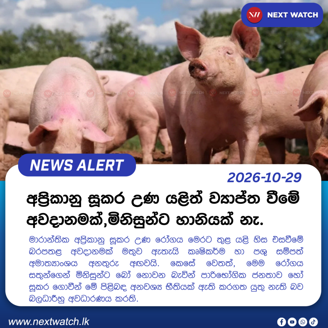 අප්රිකානු සූකර උණ යළිත් ව්යාප්ත වීමේ අවදානමක්,මිනිසුන්ට හානියක් නැ. අප්රිකානු සූකර උණ යළිත් ව්යාප්ත වීමේ අවදානමක්,මිනිසුන්ට හානියක් නැ.